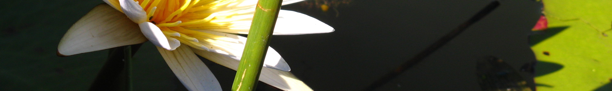 Waterlily